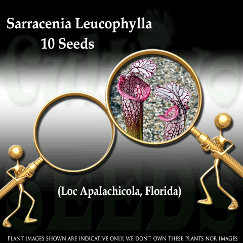 Seeds - Sarracenia Leucophylla loc Apalachicola, Florida for sale | Buy carnivorous plants and seeds online @ South Africa's leading online plant nursery, Cultivo Carnivores