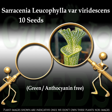 SEEDS: Trumpet Pitcher > Sarracenia Leucophylla f. viridescens (Green / Anthocyanin free) for sale | Buy carnivorous plants and seeds online @ South Africa's leading online plant nursery, Cultivo Carnivores