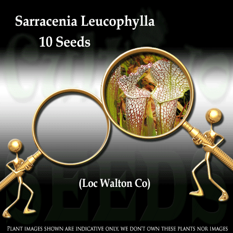 Seeds - Sarracenia Leucophylla (Walton Co) for sale | Buy carnivorous plants and seeds online @ South Africa's leading online plant nursery, Cultivo Carnivores