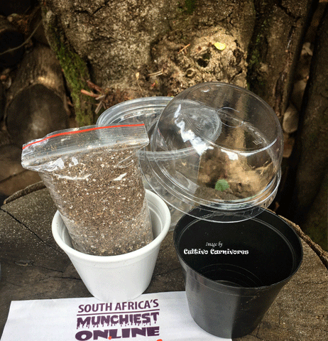 growing carnivorous plants from seed Carnivorous Plant Seed Germination Kit