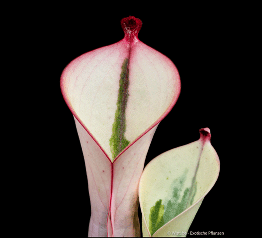 Heliamphora cv. Heliamphora cv. 'BCP Flamingo' ヘリアンフォラ