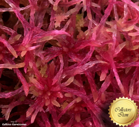 Live Sphagnum Moss for sale @ Cultivo Carnivores, South Africa