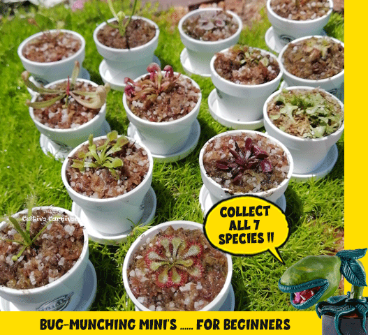 BUG-MUNCHING MINI's for beginners: SINGLES per species 💎 Cultivo Exclusive