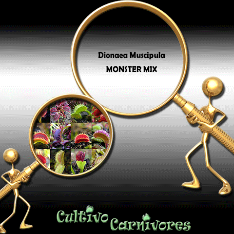 SEEDS: Venus Flytrap > Dionaea Muscipula MONSTER MIX for sale | Buy carnivorous plants and seeds online @ South Africa's leading online plant nursery, Cultivo Carnivores