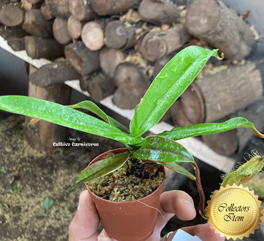 Nepenthes Hamata for sale * Clone 1 * Wistuba * Ultra Rare tropical pitcher plants for sale in South Africa