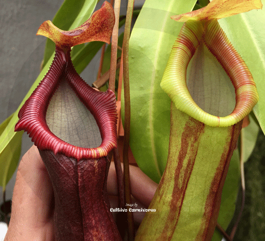 TROPICAL PITCHER PLANT: Nepenthes Singalana x Ventricosa for sale | Buy carnivorous plants and seeds online @ South Africa's leading online plant nursery, Cultivo Carnivores