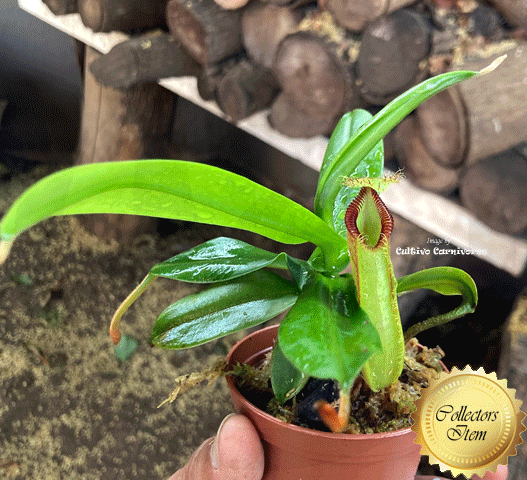 Nepenthes Hamata for sale * Clone 3 * Wistuba * Ultra Rare tropical pitcher plants for sale in South Africa