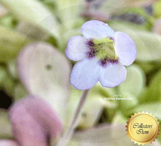 BUTTERWORT (Mexican):  Pinguicula Agnata loc El lobo for sale | Buy carnivorous plants and seeds online @ South Africa's leading online plant nursery, Cultivo Carnivores