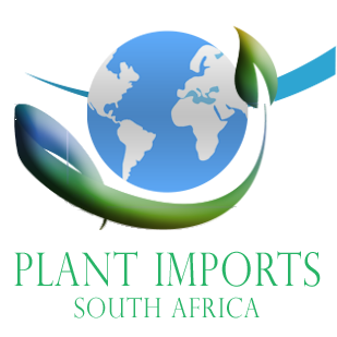 SEEDS: Purple Pitcher Plant > Sarracenia Purpurea var montana PV19MK x KPC - hand pollinated