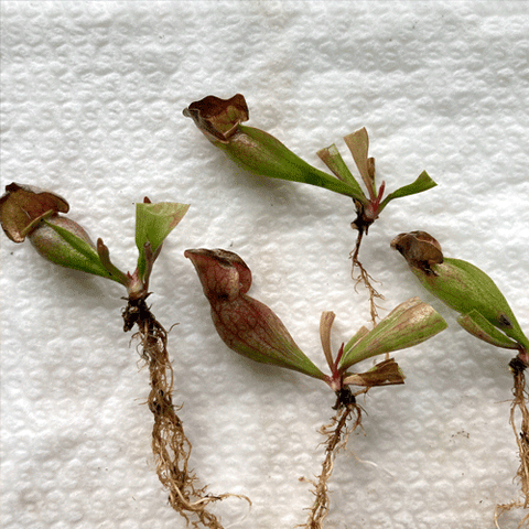 EARLY ACCESS > Sarracenia Purpurea ssp venosa "Extremely dense" x S. Purpurea ssp venosa var montana loc Mc Lures bog #1 (Deep red veins) ex Diflora {#23-01-29/77} ๐ 6-8cm * Dormant Rhizome ๐ฑ Bareroot
