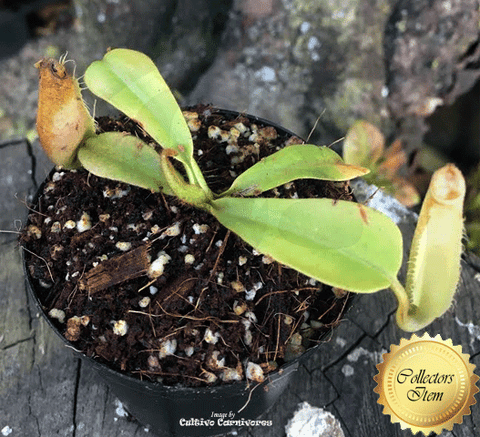 TROPICAL PITCHER PLANT: Nepenthes (Spathulata x Mira) x Robcantleyi for sale | Buy carnivorous plants and seeds online @ South Africa's leading online plant nursery, Cultivo Carnivores