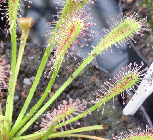 SUNDEW: Drosera Nidiformis for sale | Buy carnivorous plants and seeds online @ South Africa's leading online plant nursery, Cultivo Carnivores