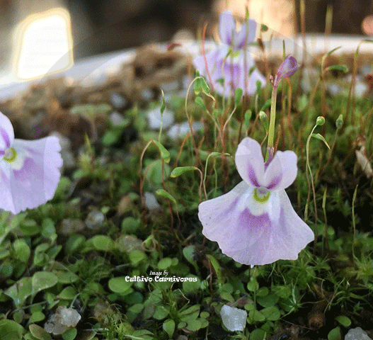 BLADDERWORT: Utricularia Sandersonii for sale | Buy carnivorous plants and seeds online @ South Africa's leading online plant nursery, Cultivo Carnivores