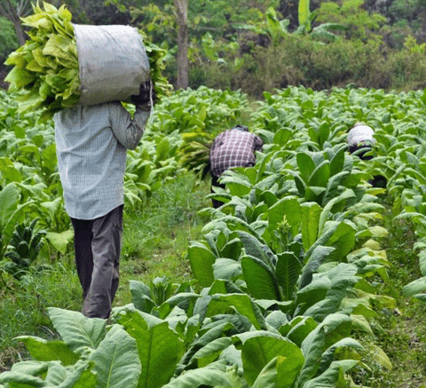 SEEDS: Golden Virginia Tobacco for sale. Buy online @ Cultivo Carnivores, South Africa