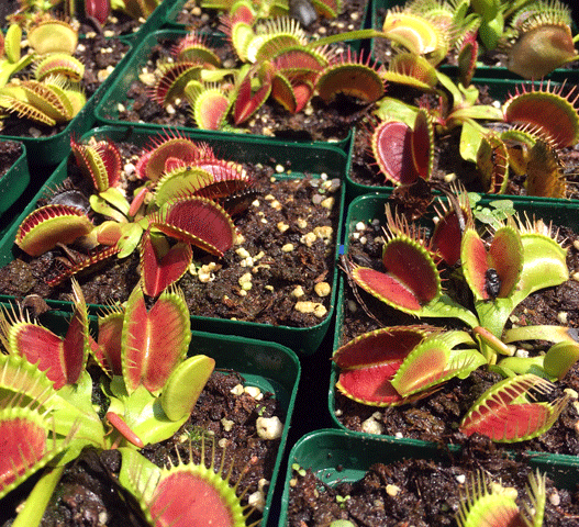 VENUS FLY TRAP for sale * Buy carnivorous plants online * South Africa ...