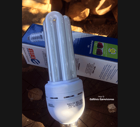 PLANT LIGHTING: 20w Compact Fluorescent Light (6500k Daylight) for sale | Buy carnivorous plants and seeds online @ South Africa's leading online plant nursery, Cultivo Carnivores