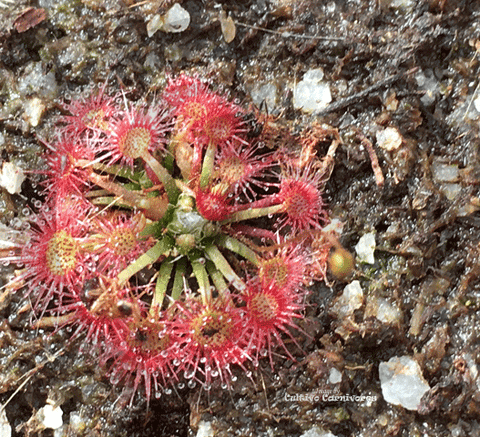 Pot o' Pygmies - Mini Version Sundews - Drosera xLake Badgerup for sale | Buy carnivorous plants and seeds online @ South Africa's leading online plant nursery, Cultivo Carnivores