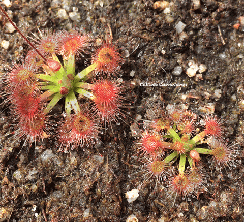 Pot o' Pygmies - Mini Version Sundews - Drosera xSidjamesii for sale | Buy carnivorous plants and seeds online @ South Africa's leading online plant nursery, Cultivo Carnivores