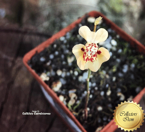 BLADDERWORT: Utricularia Fulva loc Rockhole, Australia for sale | Buy carnivorous plants and seeds online @ South Africa's leading online plant nursery, Cultivo Carnivores