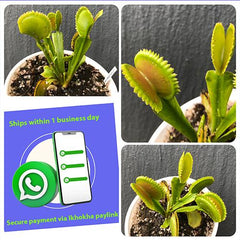 RARE &amp; COLLECTABLES ~ All things carnivorous (𝘞𝘩𝘢𝘵𝘴𝘢𝘱𝘱 𝘴𝘢𝘭𝘦)