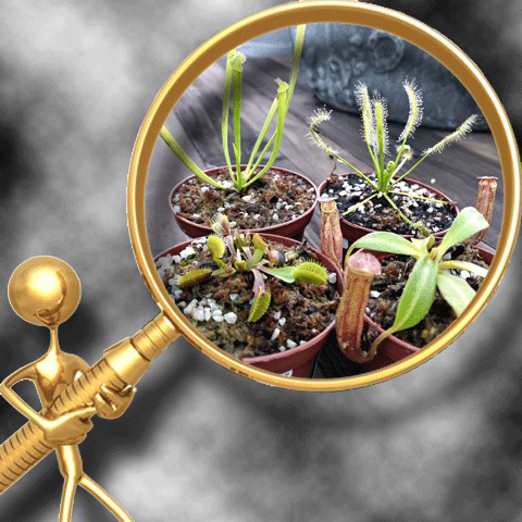 CARNIVOROUS PLANTS FOR BEGINNERS 💎 Cultivo Exclusive ~ 𝘤𝘰𝘭𝘭𝘦𝘤𝘵 𝘢𝘭𝘭 7!