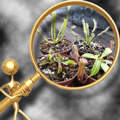 CARNIVOROUS PLANTS FOR BEGINNERS * Collect &#39;em all!
