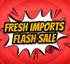 🌍✈️ FRESH IMPORTS / EARLY ACCESS