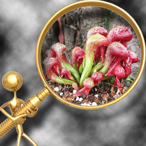 COBRA LILIES (𝘋𝘢𝘳𝘭𝘪𝘯𝘨𝘵𝘰𝘯𝘪𝘢 𝘊𝘢𝘭𝘪𝘧𝘰𝘳𝘯𝘪𝘤𝘢)