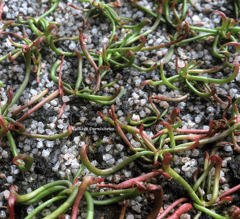 CARNIVOROUS PLANT SEEDS: COBRA LILIES (𝘋𝘢𝘳𝘭𝘪𝘯𝘨𝘵𝘰𝘯𝘪𝘢 𝘊𝘢𝘭𝘪𝘧𝘰𝘳𝘯𝘪𝘤𝘢)