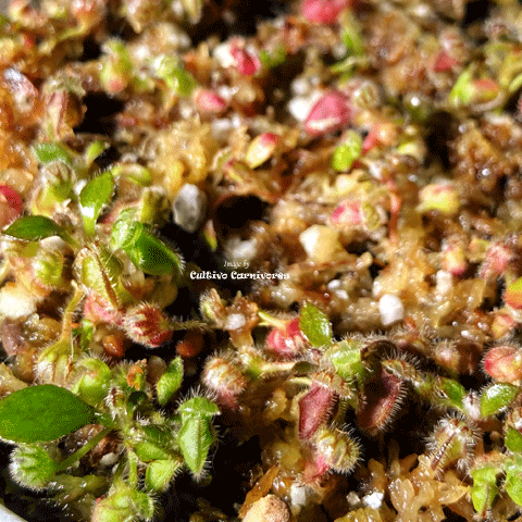 CARNIVOROUS PLANT SEEDS: ALBANY PITCHER PLANTS (𝘊𝘦𝘱𝘩𝘢𝘭𝘰𝘵𝘶𝘴 𝘍𝘰𝘭𝘭𝘪𝘤𝘶𝘭𝘢𝘳𝘪𝘴)
