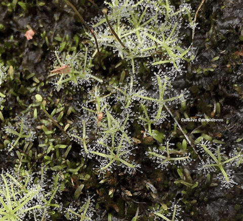 CARNIVOROUS PLANT SEEDS: RAINBOW PLANTS (𝘉𝘺𝘣𝘭𝘪𝘴)