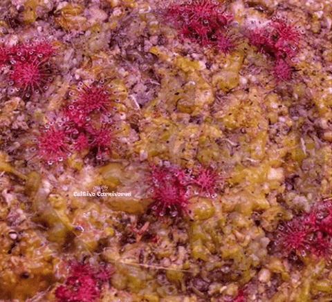 CARNIVOROUS PLANT SEEDS: SUNDEWS (𝘋𝘳𝘰𝘴𝘦𝘳𝘢)