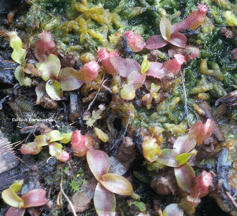 CARNIVOROUS PLANT SEEDS: TROPICAL PITCHER PLANTS (𝘕𝘦𝘱𝘦𝘯𝘵𝘩𝘦𝘴 / 𝘔𝘰𝘯𝘬𝘦𝘺 𝘤𝘶𝘱𝘴)
