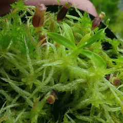 LIVE SPHAGNUM MOSS