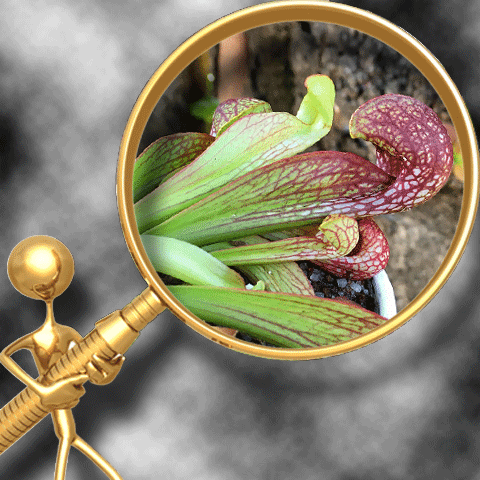 PARROT PITCHER PLANTS (𝘗𝘴𝘪𝘵𝘵𝘢𝘤𝘪𝘯𝘢)