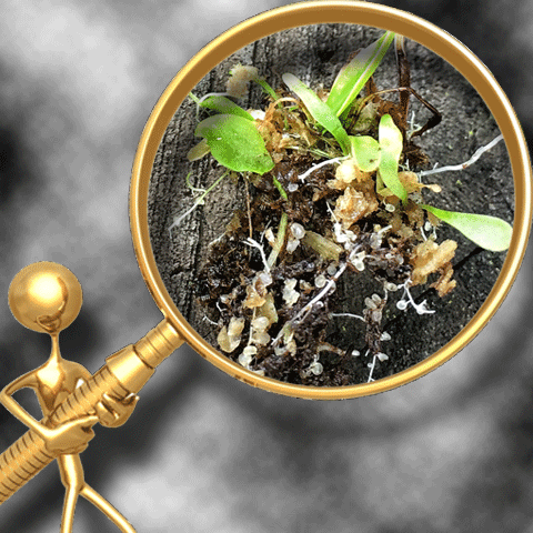 BLADDERWORTS (𝘜𝘵𝘳𝘪𝘤𝘶𝘭𝘢𝘳𝘪𝘢)