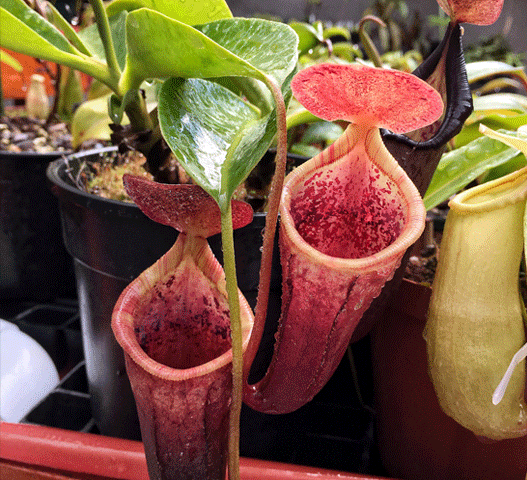 The BEST carnivorous plants to grow indoors in South Africa We ...