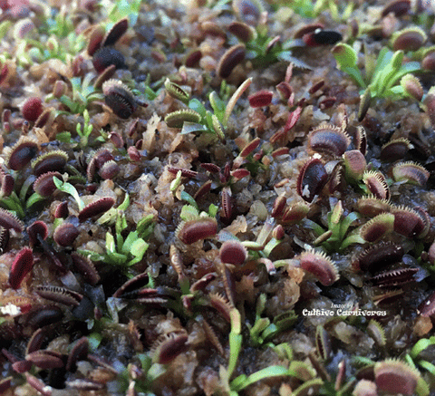 CARNIVOROUS PLANT SEEDS: VENUS FLYTRAPS (𝘋𝘪𝘰𝘯𝘢𝘦𝘢 𝘔𝘶𝘴𝘤𝘪𝘱𝘶𝘭𝘢)