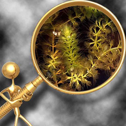 WATERWHEEL PLANTS (𝘈𝘭𝘥𝘳𝘰𝘷𝘢𝘯𝘥𝘢 𝘷𝘦𝘴𝘪𝘤𝘶𝘭𝘰𝘴𝘢)