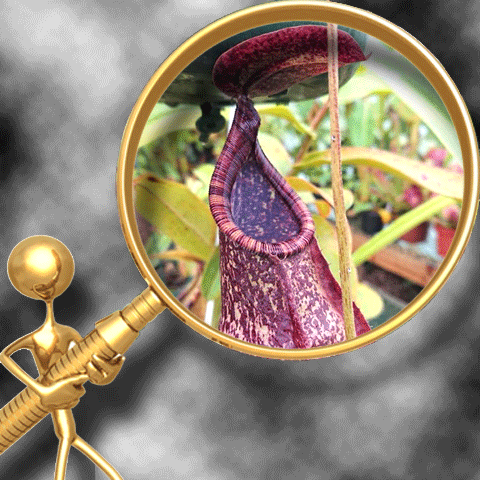 TROPICAL PITCHER PLANTS (𝘕𝘦𝘱𝘦𝘯𝘵𝘩𝘦𝘴) ~ 𝘮𝘰𝘯𝘬𝘦𝘺 𝘤𝘶𝘱𝘴