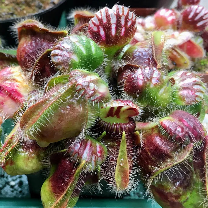 Terrarium & Paludarium Plants