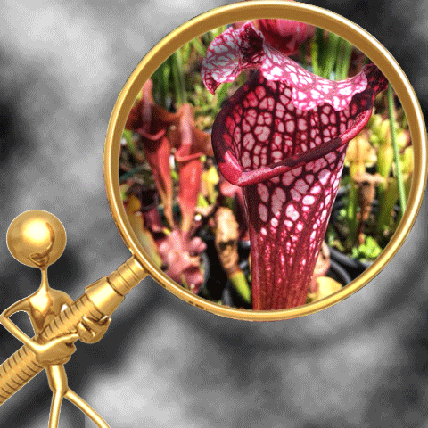 AMERICAN TRUMPET PITCHERS (𝘚𝘢𝘳𝘳𝘢𝘤𝘦𝘯𝘪𝘢)