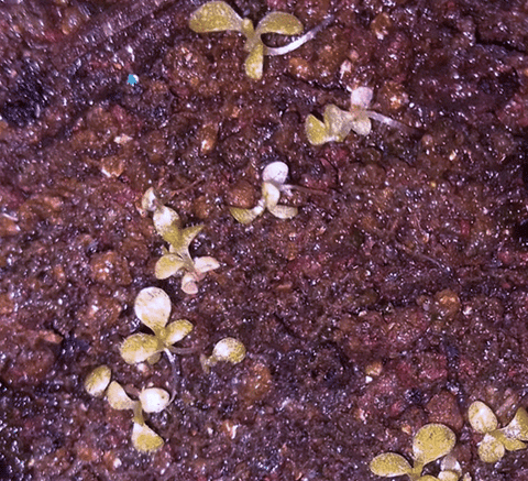 CARNIVOROUS PLANT SEEDS: BUTTERWORTS (𝘗𝘪𝘯𝘨𝘶𝘪𝘤𝘶𝘭𝘢)