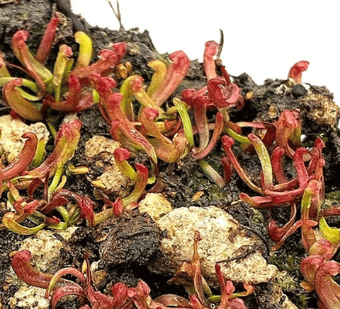 CARNIVOROUS PLANT SEEDS: PURPLE PITCHER PLANTS (𝘗𝘶𝘳𝘱𝘶𝘳𝘦𝘢)