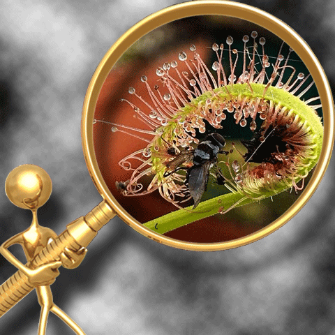 SUNDEWS (𝘋𝘳𝘰𝘴𝘦𝘳𝘢)
