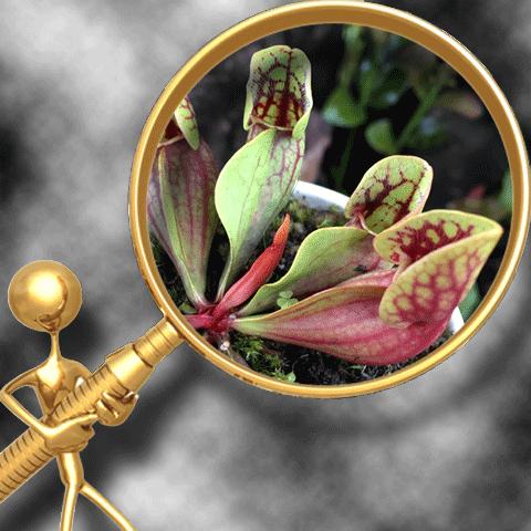 PURPLE PITCHER PLANTS (𝘗𝘶𝘳𝘱𝘶𝘳𝘦𝘢)