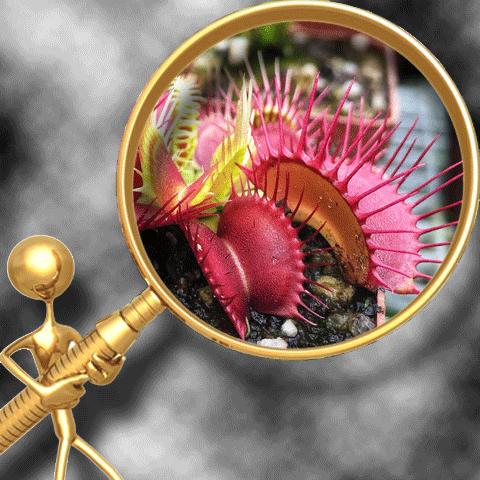 VENUS FLYTRAPS (𝘋𝘪𝘰𝘯𝘢𝘦𝘢 𝘮𝘶𝘴𝘤𝘪𝘱𝘶𝘭𝘢)