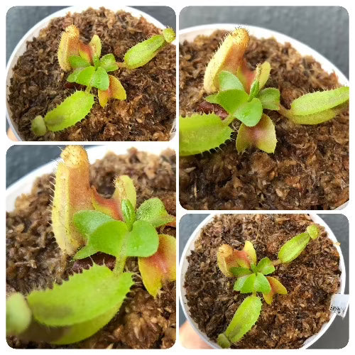 For sale:  Nepenthes Truncata Seedgrown * Buy carnivorous plants online South Africa