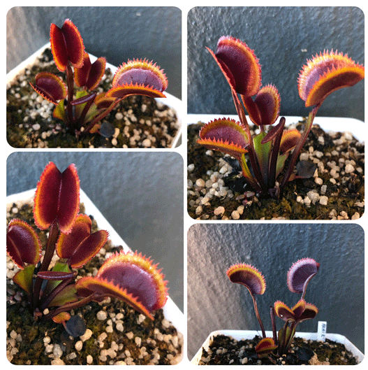 Buy Venus Fly Trap Akai Ryu F12 * Specimen plant * Rare and collectables ~ Carnivorous plants for sale South Africa