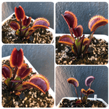 Buy Venus Fly Trap Akai Ryu F12 * Specimen plant * Rare and collectables ~ Carnivorous plants for sale South Africa